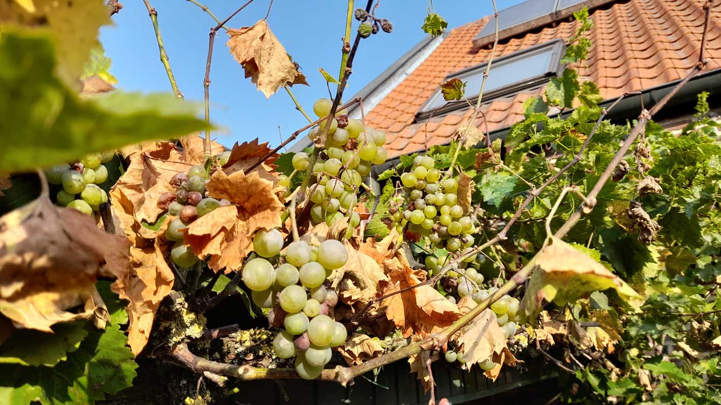 Hoeve-Lakerhof - Vakantiewoningen in Limburg